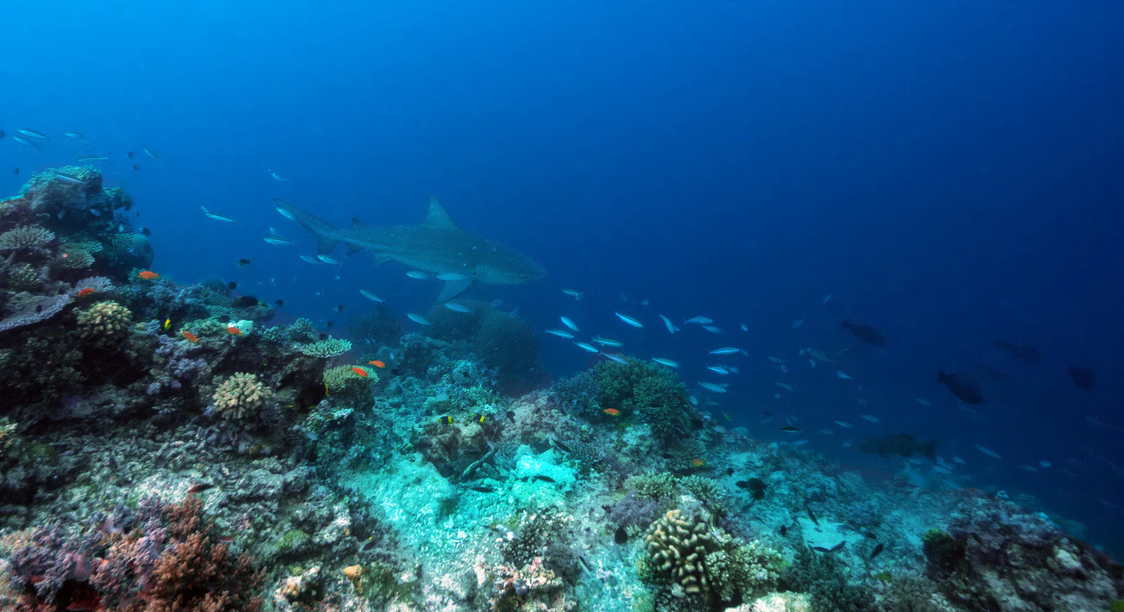 Bull Shark