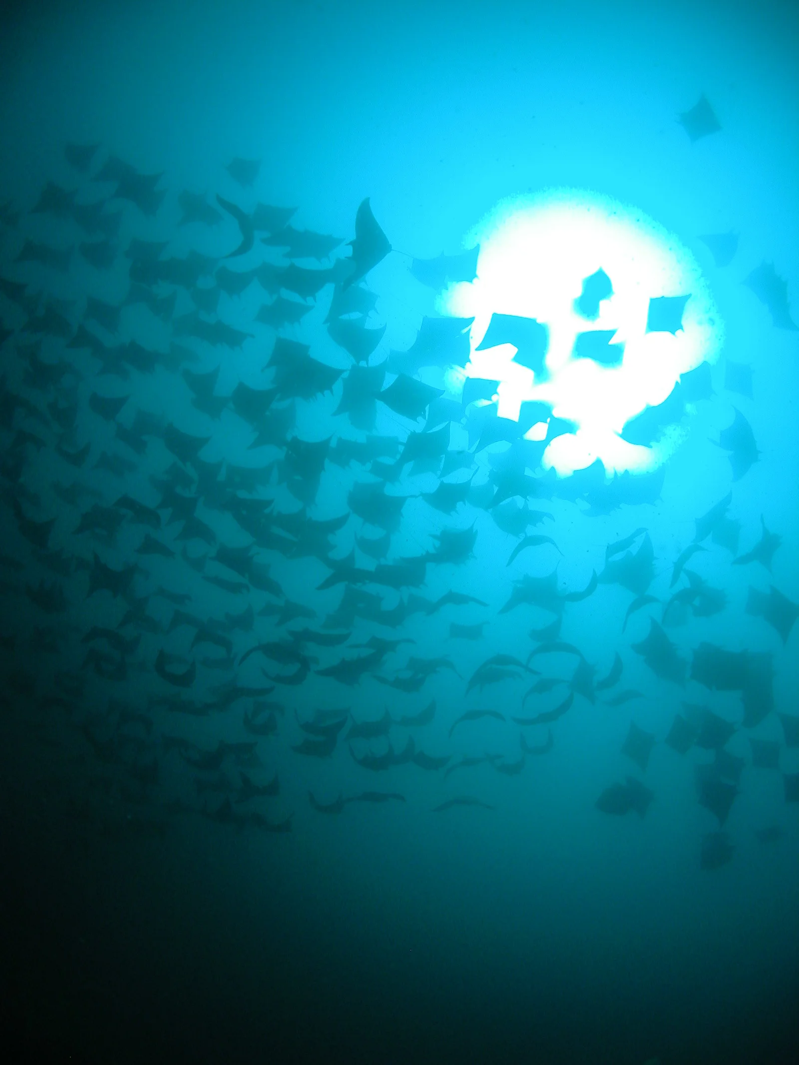 Mobula Ray