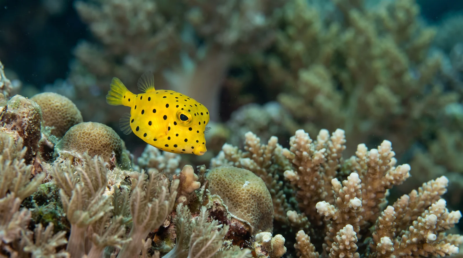 AI-generated illustration; species identification unverified. Yellow Boxfish (Ostracion cubicus)
