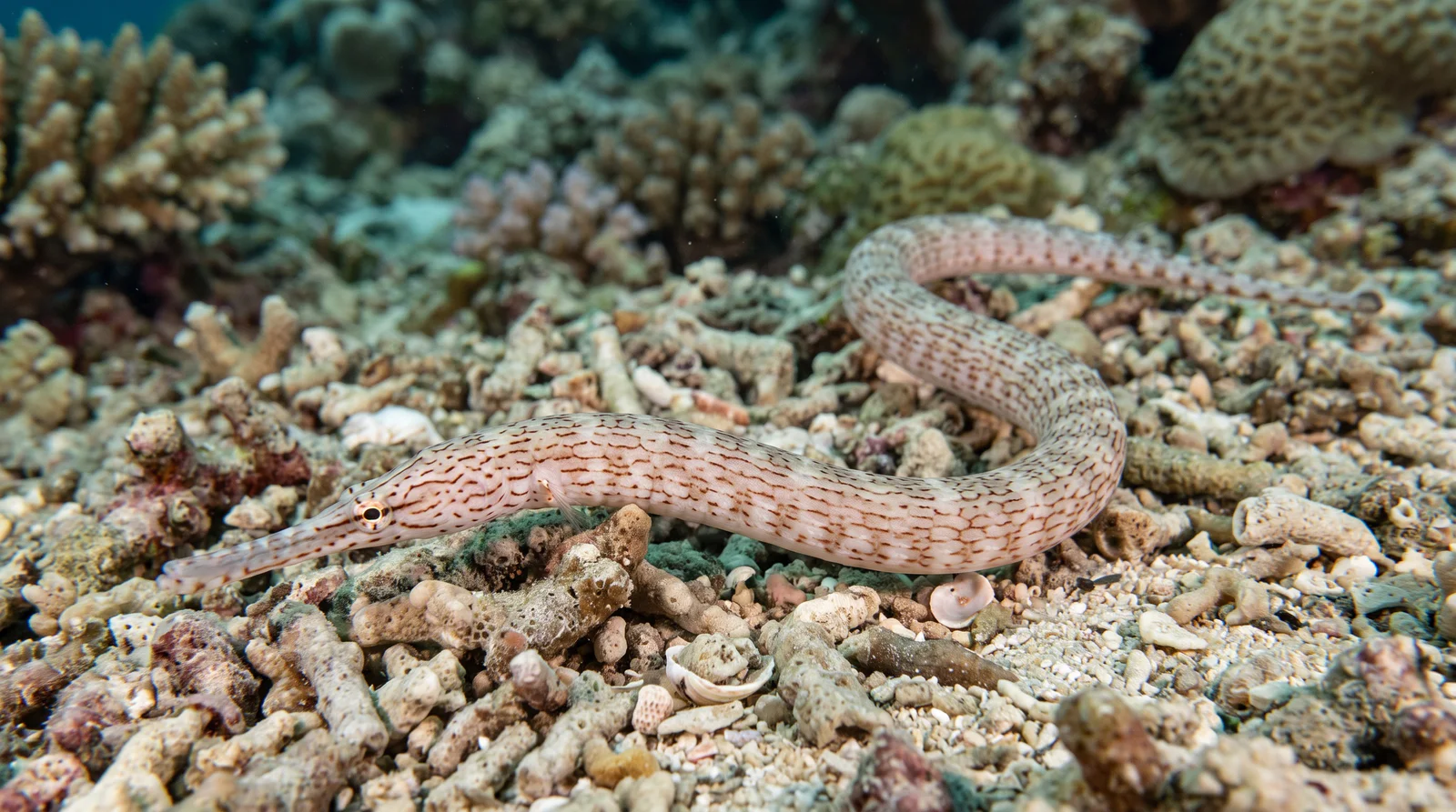 AI-generated illustration; species identification unverified. Network Pipefish (assorted) (Corythoichthys sp.)