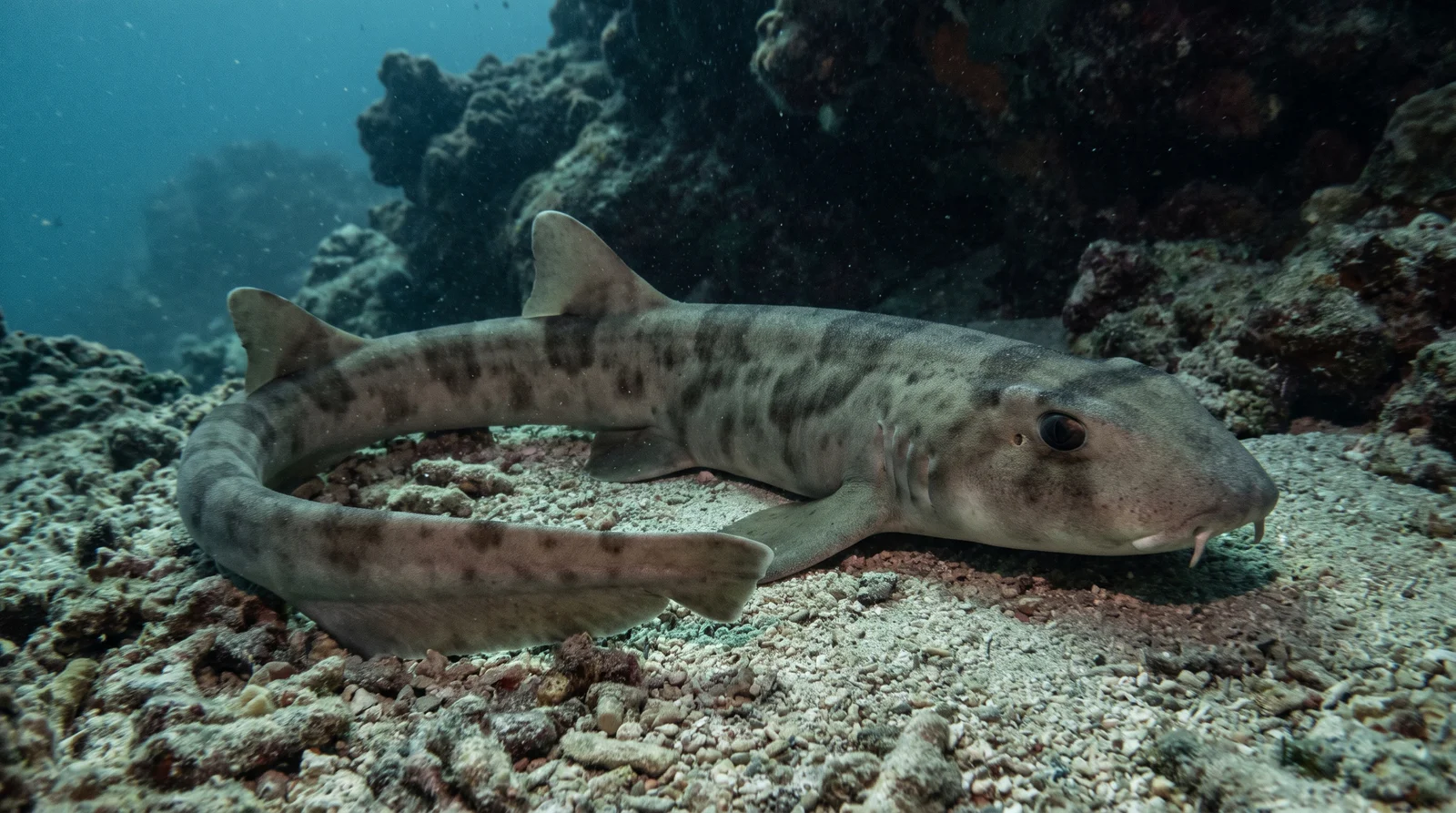 Brownbanded Bamboo Shark