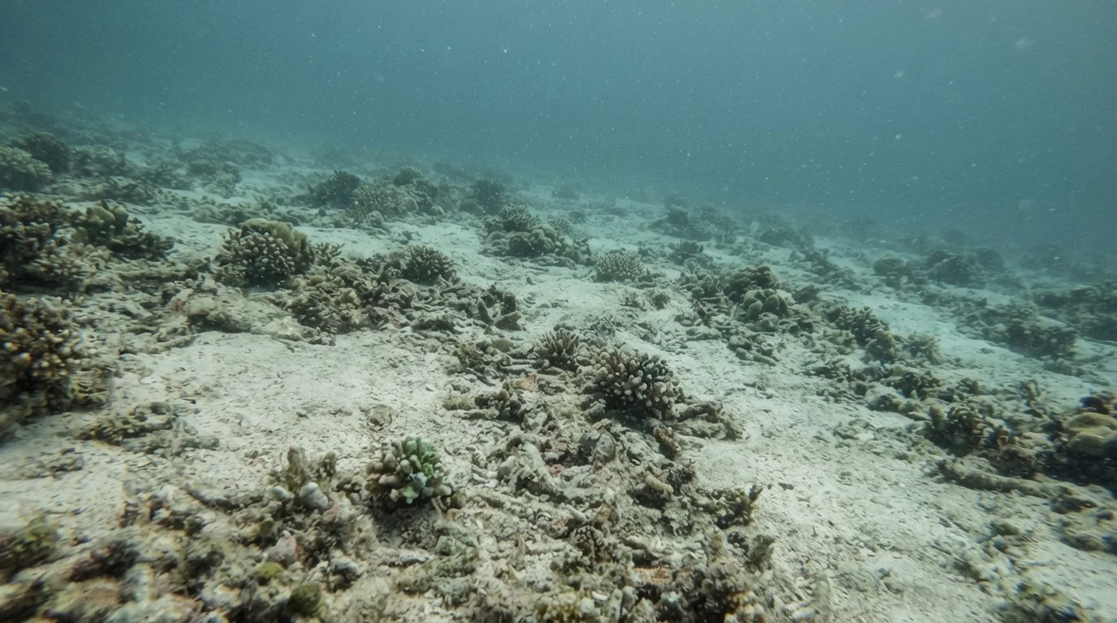 Tubod Marine Sanctuary
