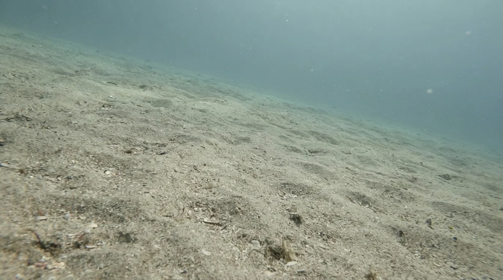 AI-generated illustration; site appearance unverified. Illustrative underwater detail for Kontiki Reef. Not a photograph of the site.