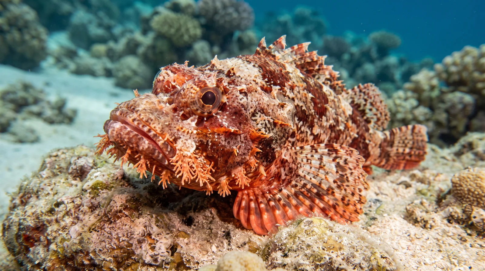 Bearded Scorpionfish