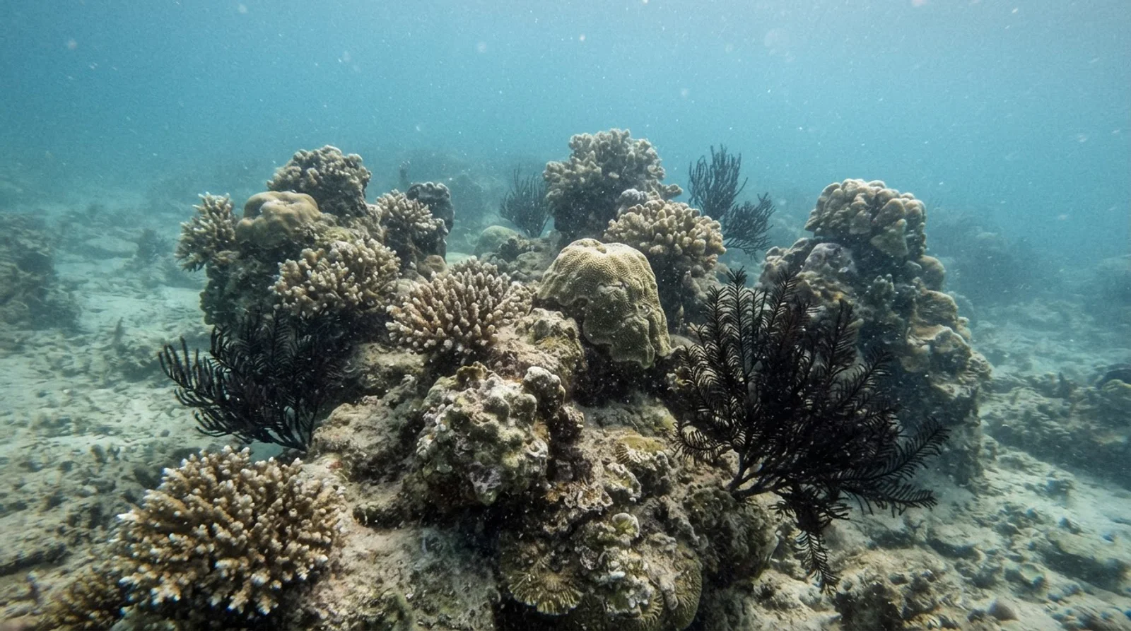Burias Shoal