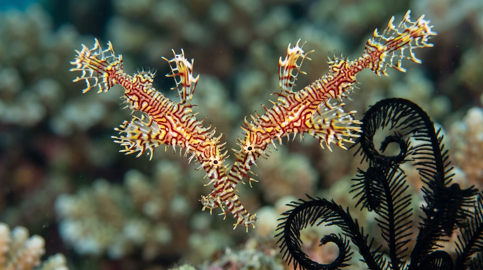 Ornate Ghost Pipefish