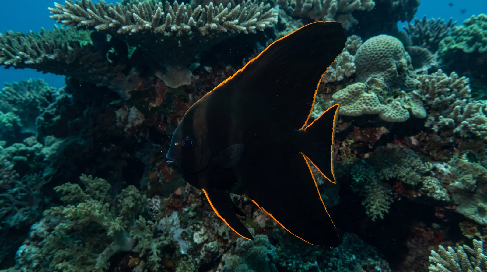Pinnate Batfish