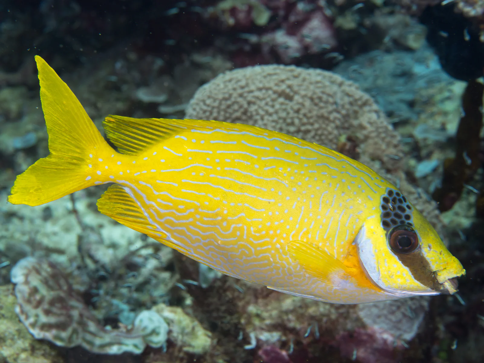Masked Rabbitfish (Siganus puellus) on a reef in Raja Ampat