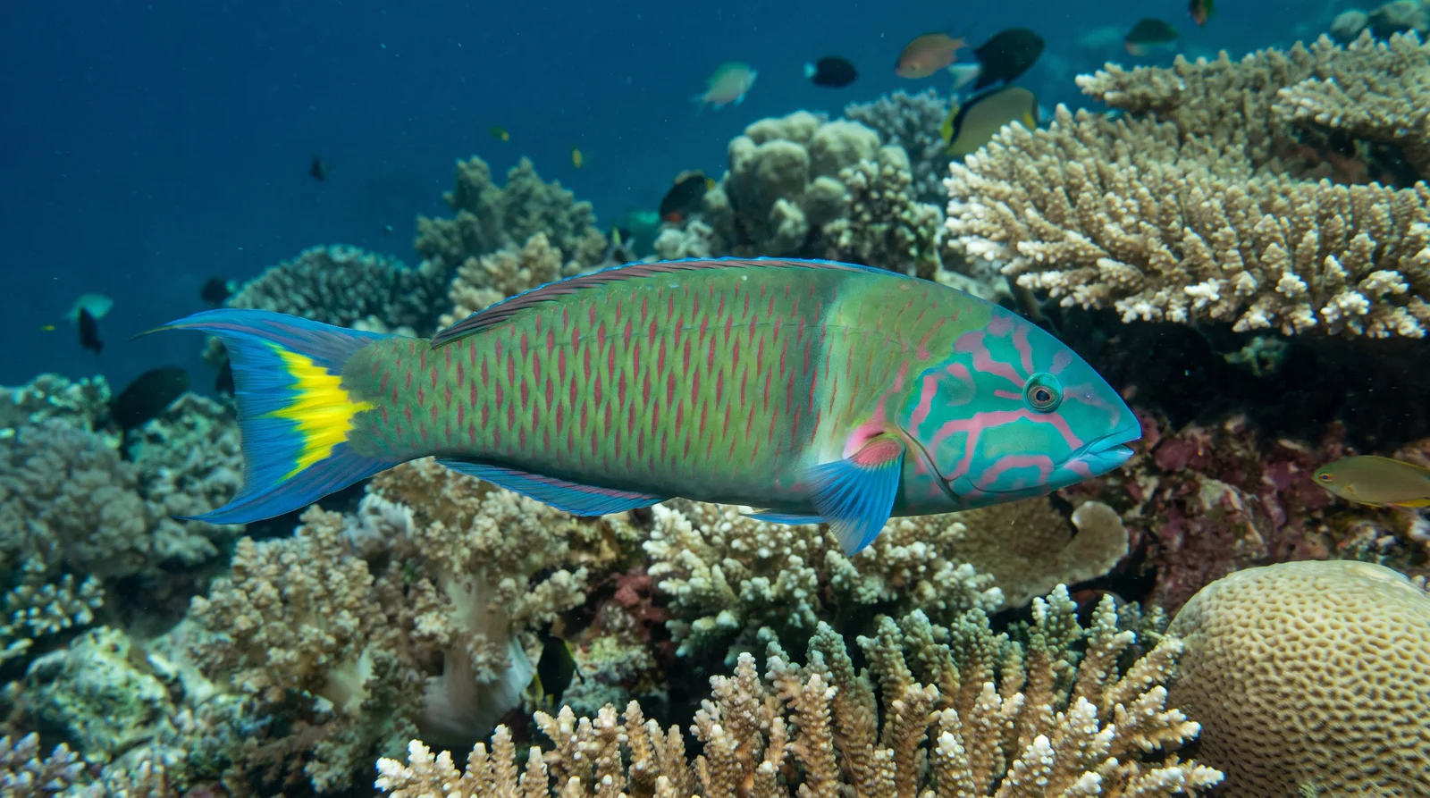Wrasse (assorted)