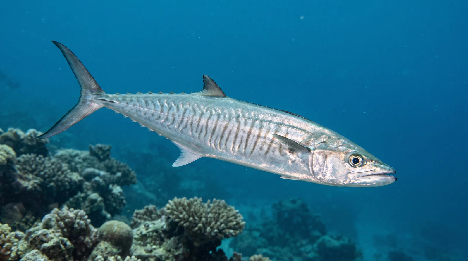 Narrow-barred Spanish Mackerel