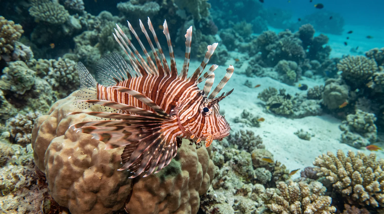 Common Lionfish (Red Sea)