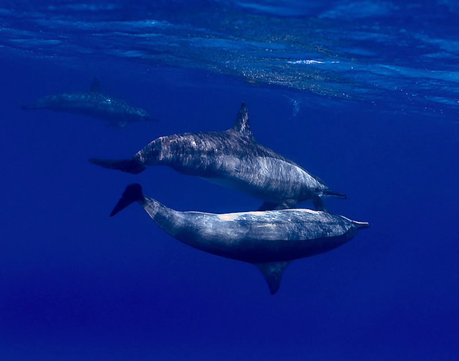 Spinner Dolphin