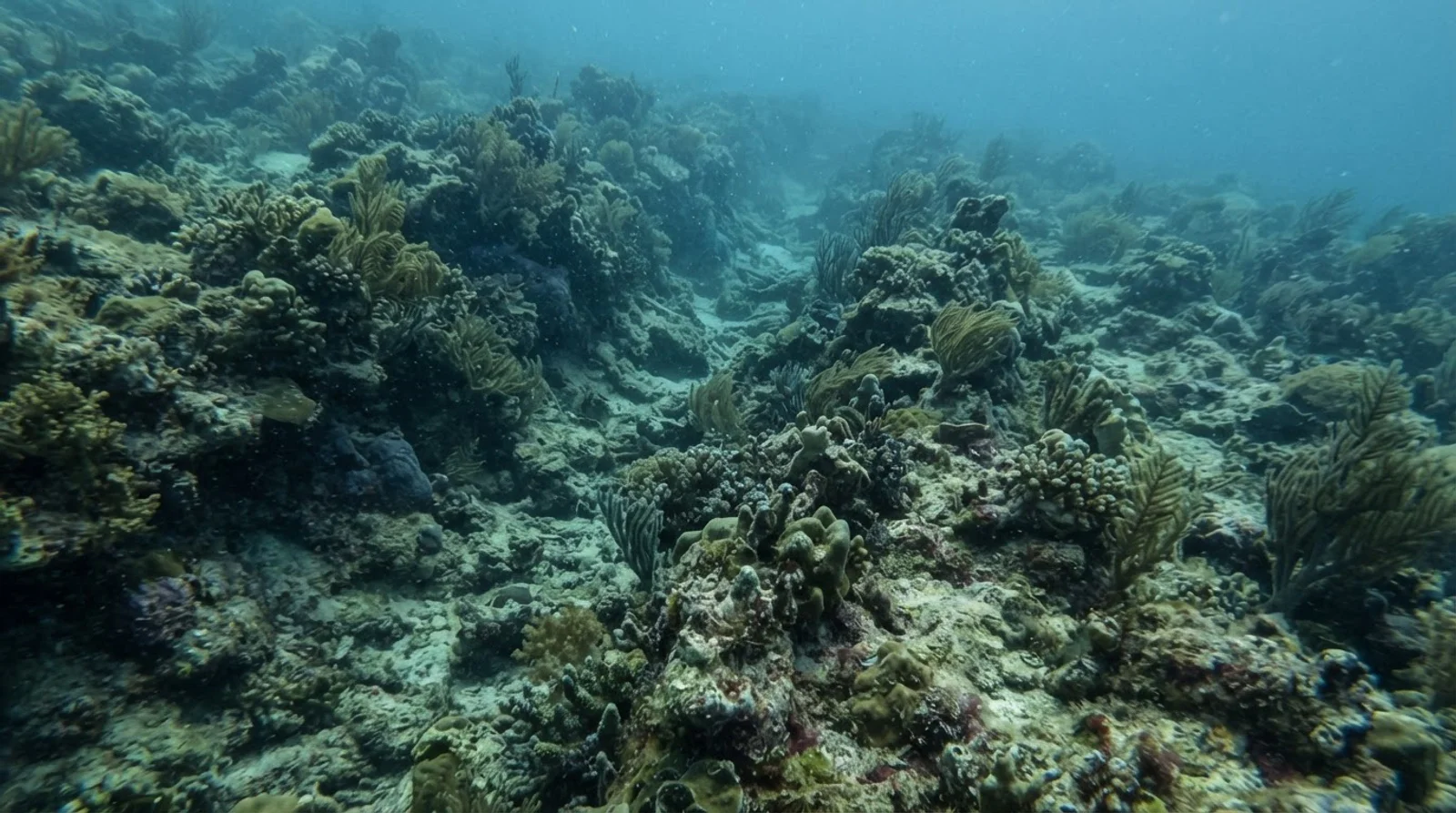 AI-generated illustration; site appearance unverified. Illustrative underwater reef habitat for Ayer's Rock. Not a photograph of the site.