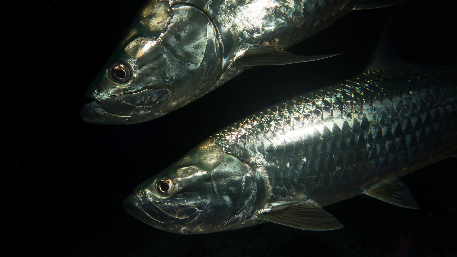 Atlantic Tarpon