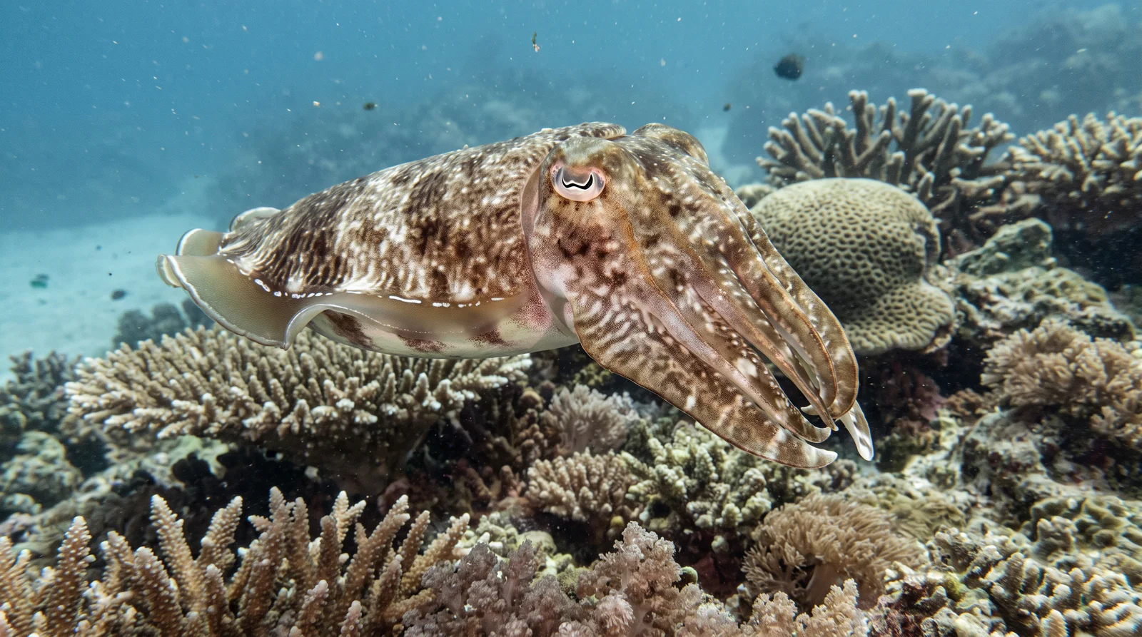 Broadclub Cuttlefish