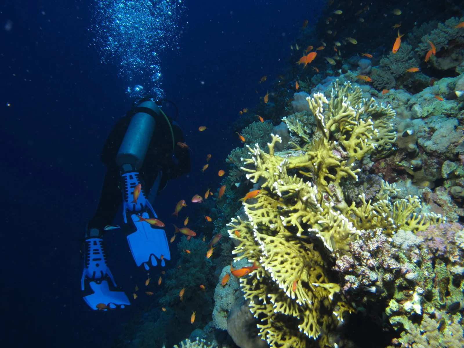 Diver over the reef wall at Daedalus Reef, Red Sea.