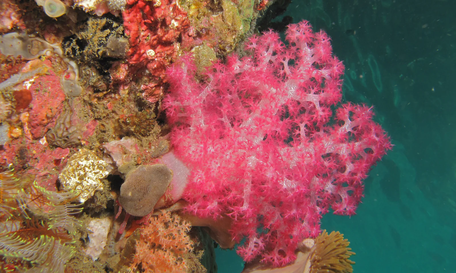 Nudi Rock