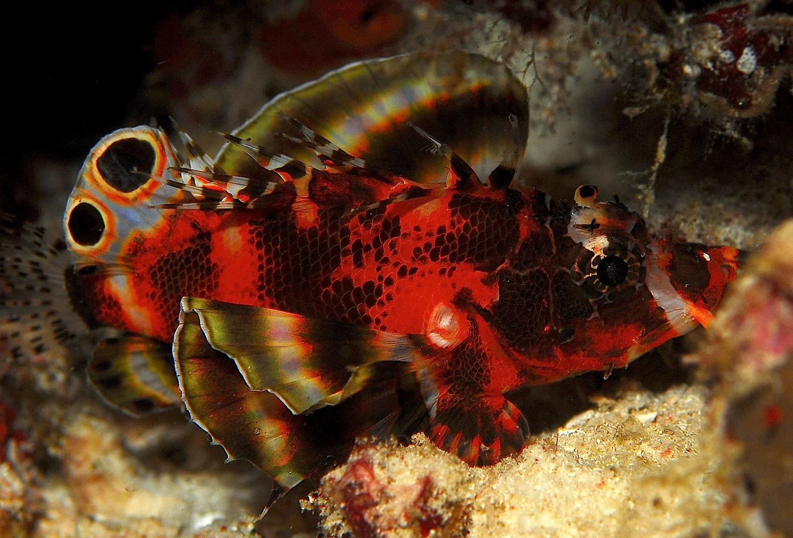 Twin-spot Lionfish