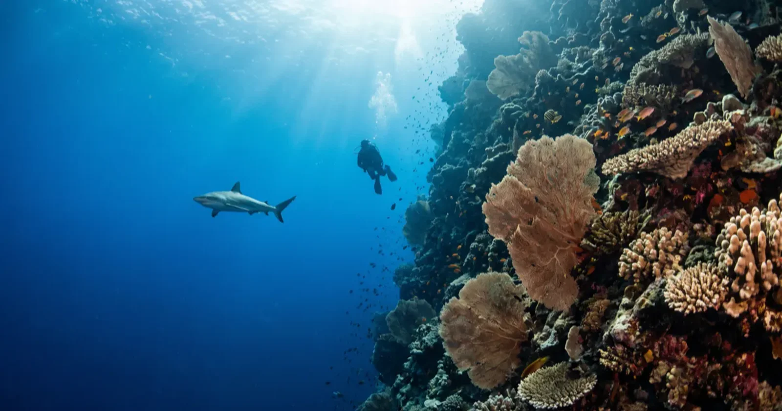 Coral Sea Diving: Osprey Reef and Australia's Remote Walls