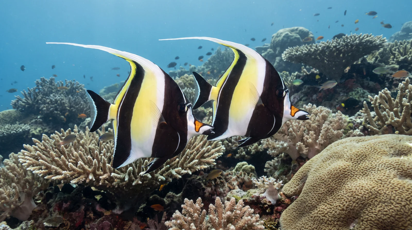 Moorish Idol