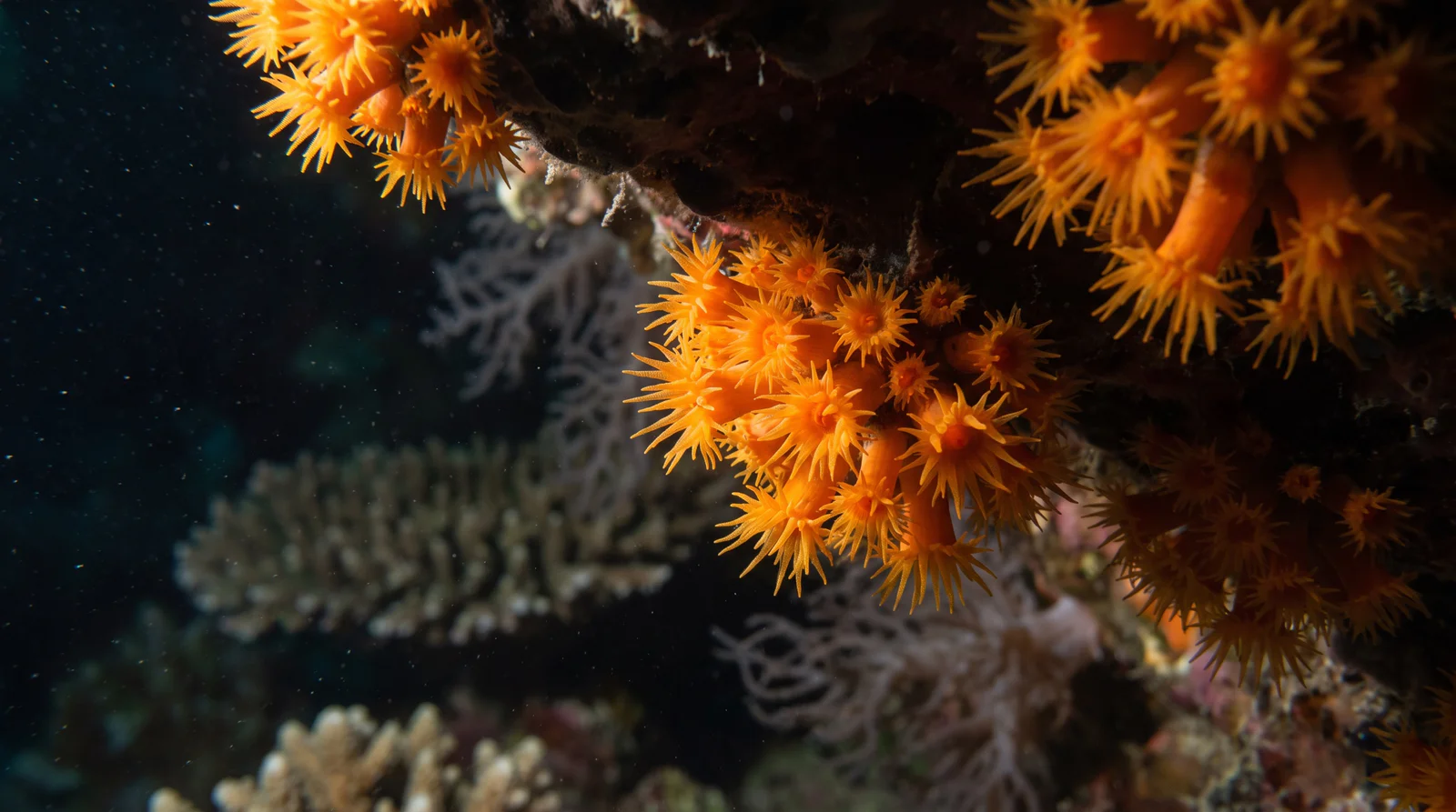 Orange Cup Coral