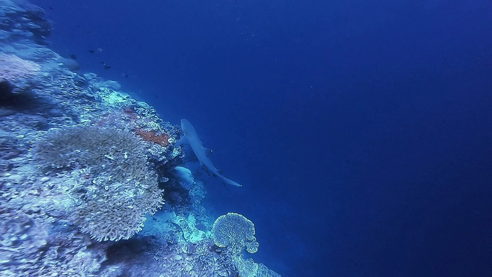 Diving at Shark Ridge (Apo Reef)