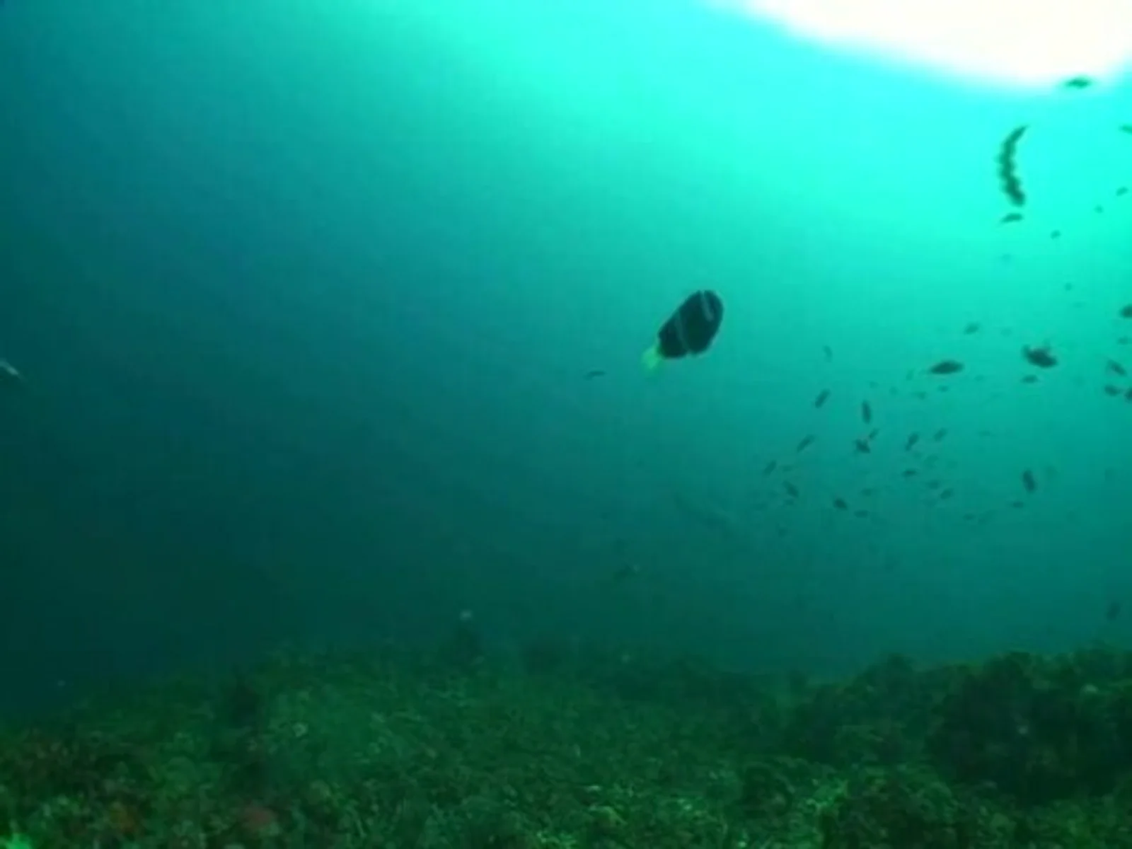 Devil Ray