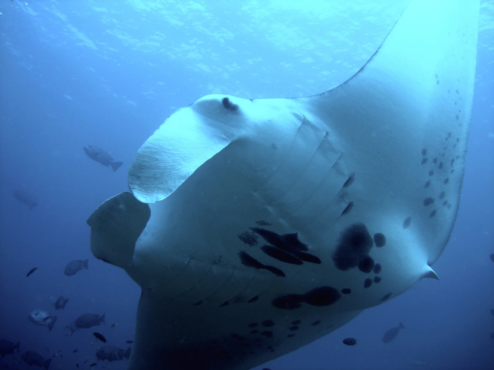 Lankan Manta Point