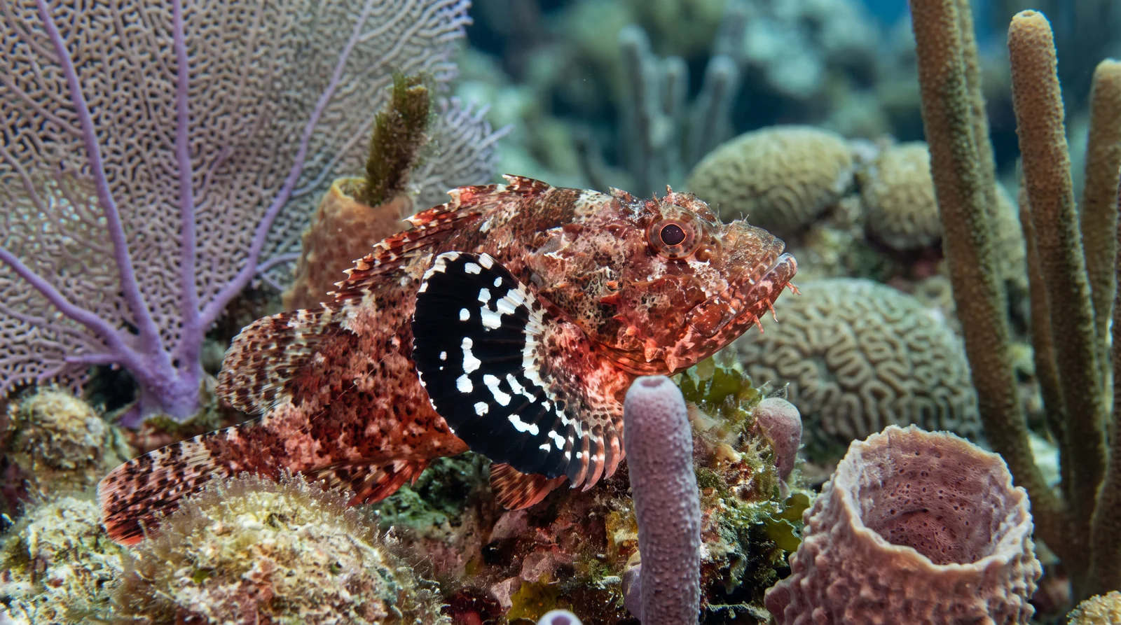 Spotted Scorpionfish