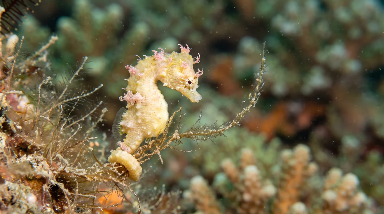 Pontoh's Pygmy Seahorse
