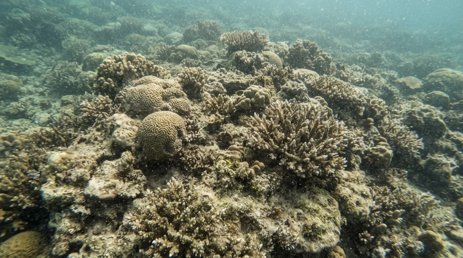 AI-generated illustration; site appearance unverified. Illustrative underwater reef habitat for North Wall (Apo Reef). Not a photograph of the site.