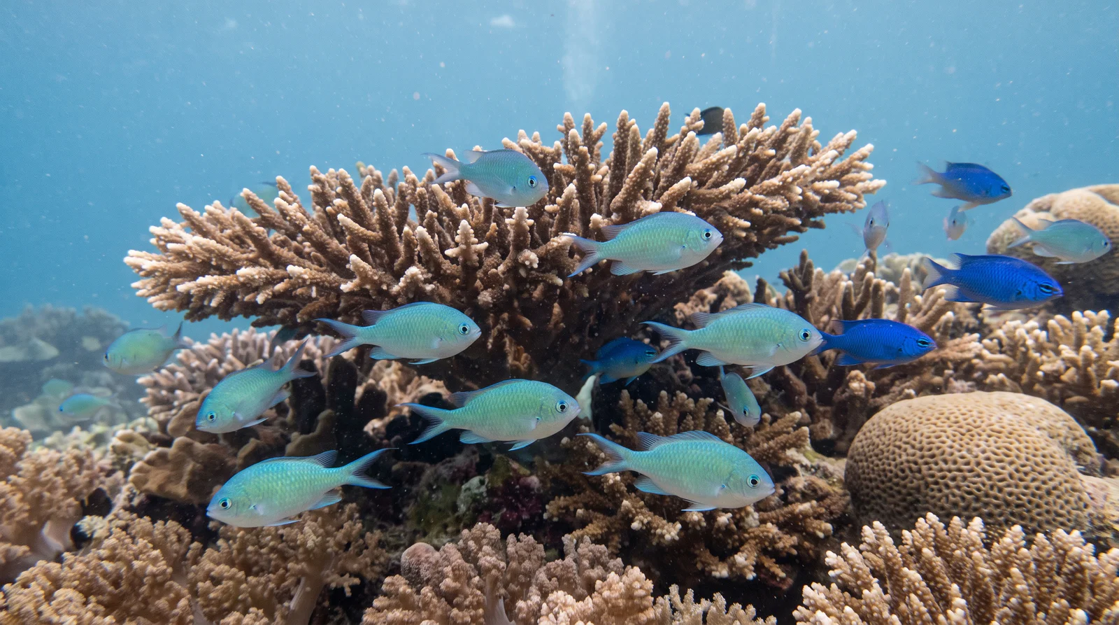 Damselfish (assorted)