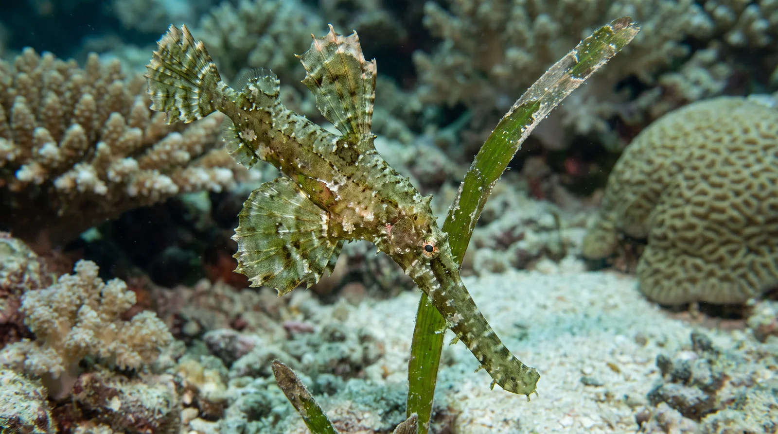 Robust Ghost Pipefish