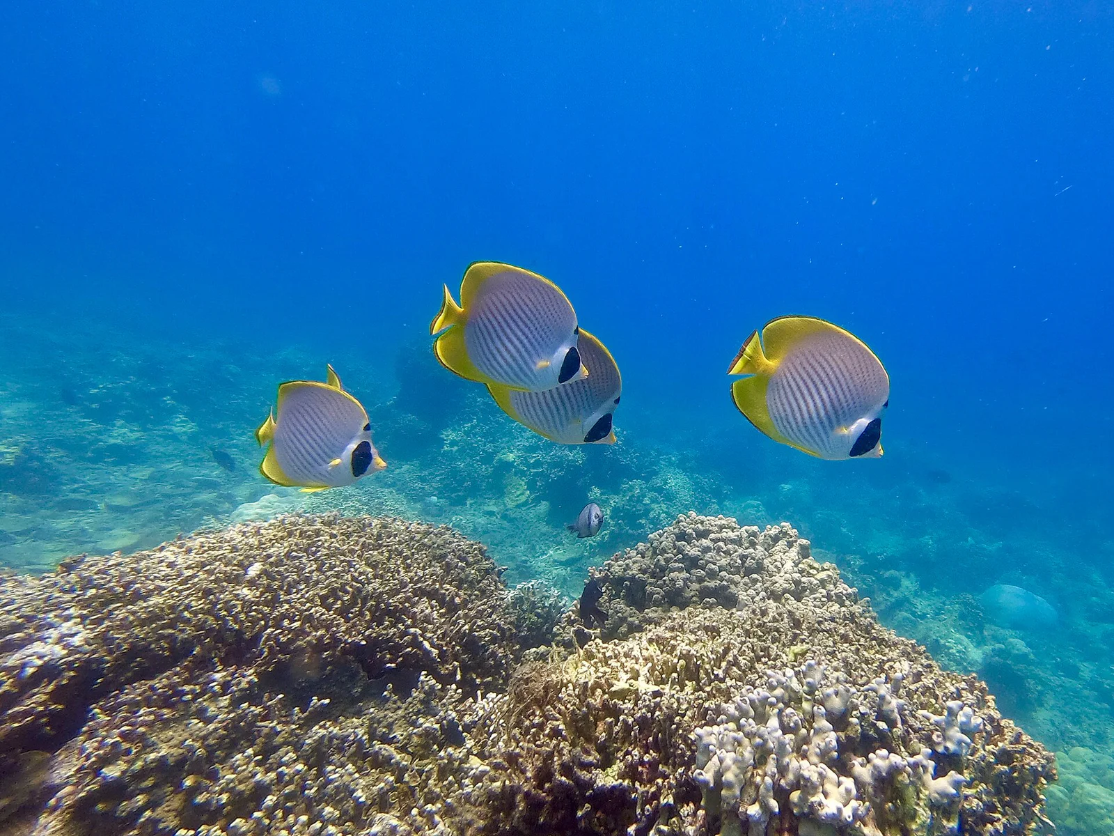 Verde Island Wall