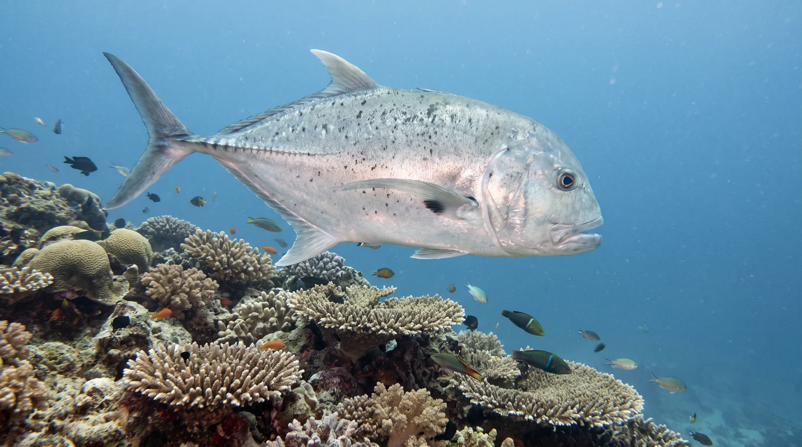Giant Trevally