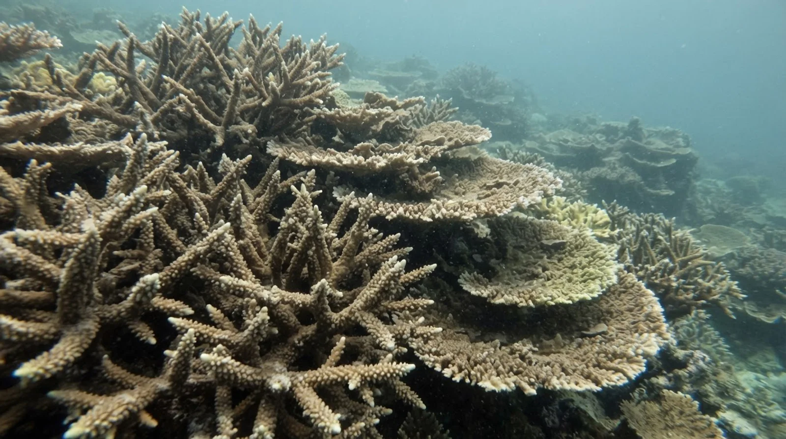 AI-generated illustration; site appearance unverified. Illustrative underwater reef habitat for Abdeens Reef. Not a photograph of the site.