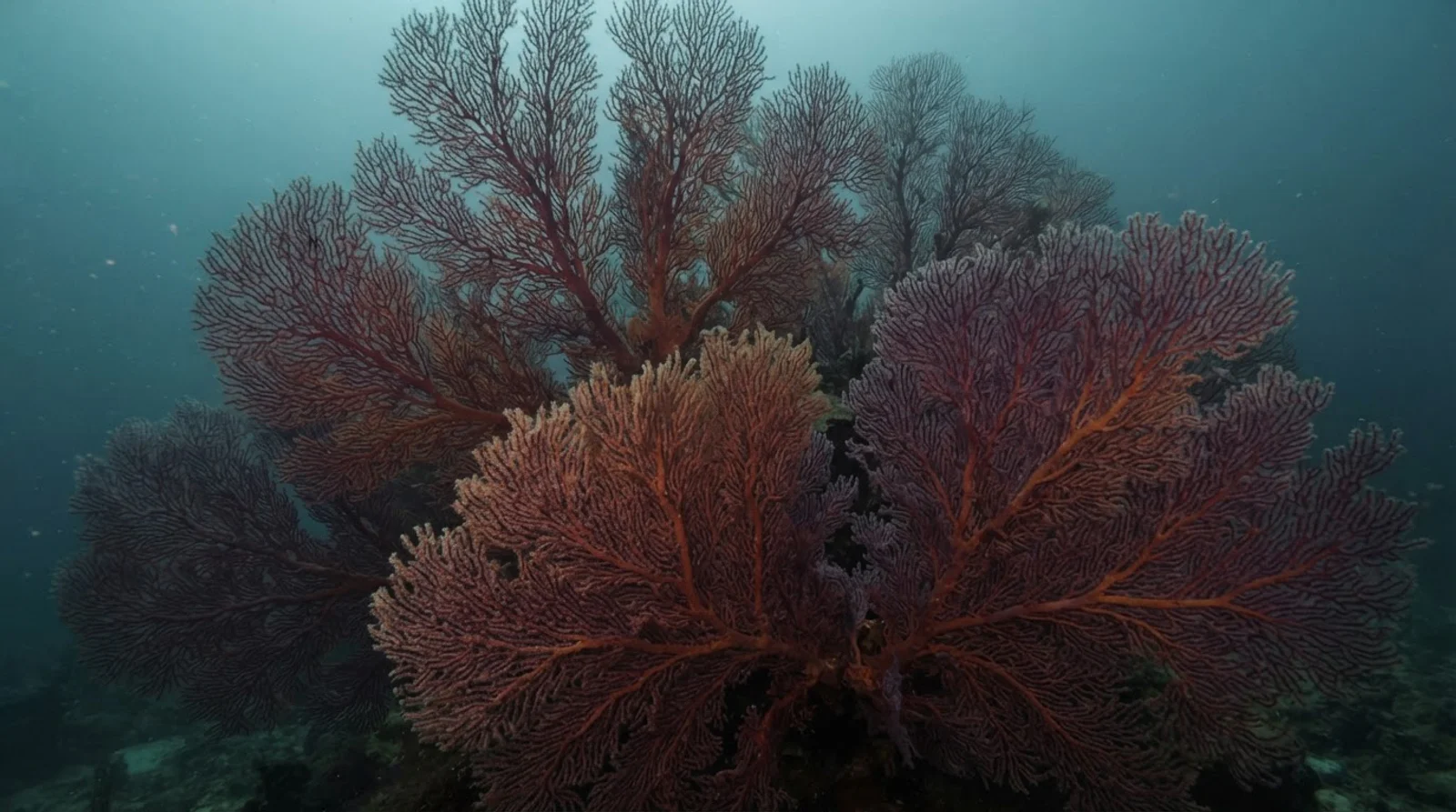 Seafan Alley