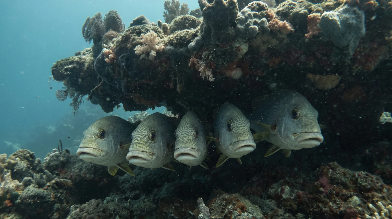 Sweetlips (assorted)