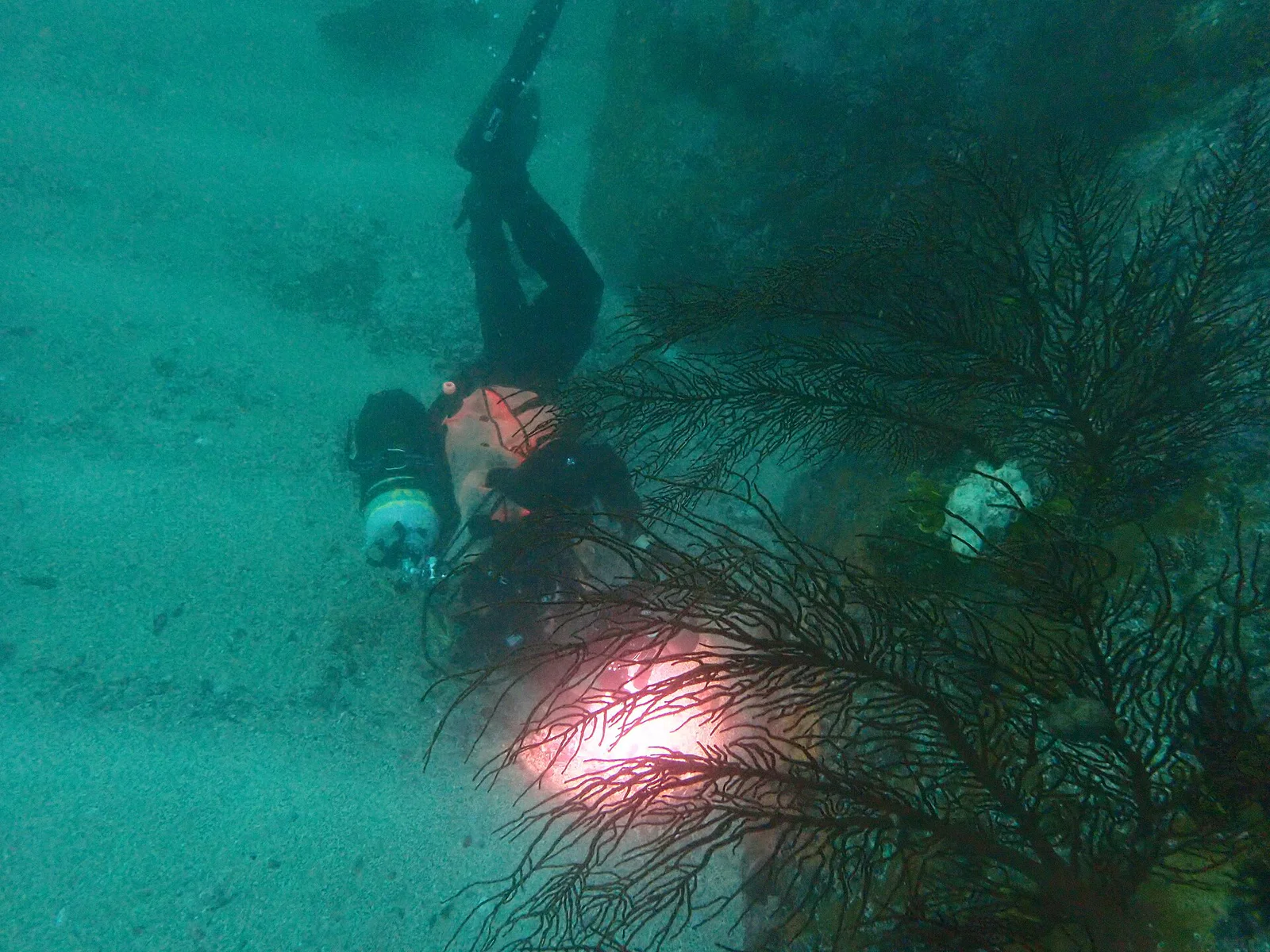 Gorgonian Wall