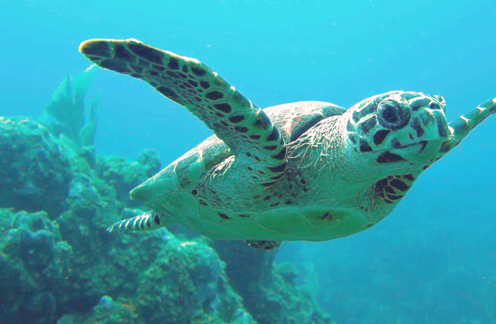 Hawksbill Turtle